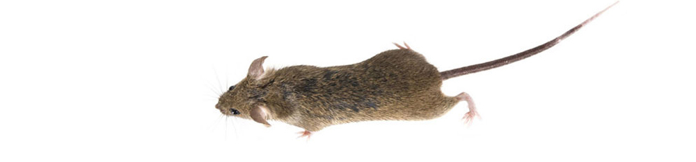 Mouse image RODENTS introduced invasive species